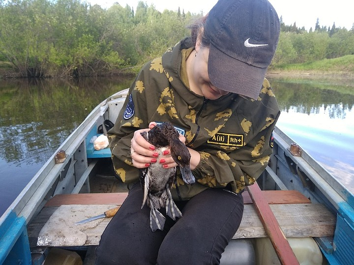 «Спасти рядового утку»: жители Коми вызволили птицу, которая умирала в сетях