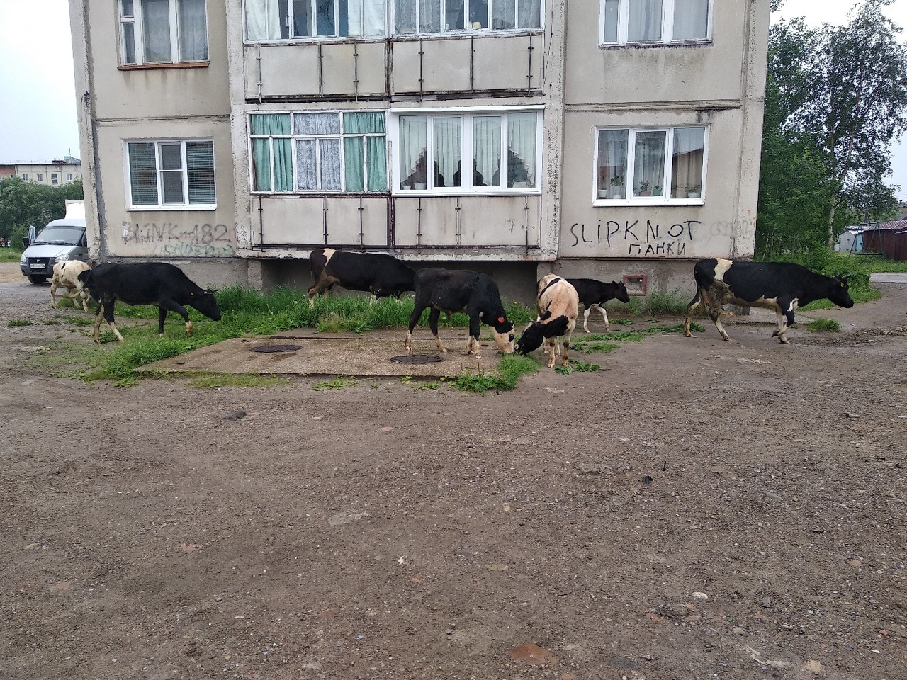 «Панки в городе»: жителей Коми насмешили коровы, которые гуляли под надписью «Slipknot»
