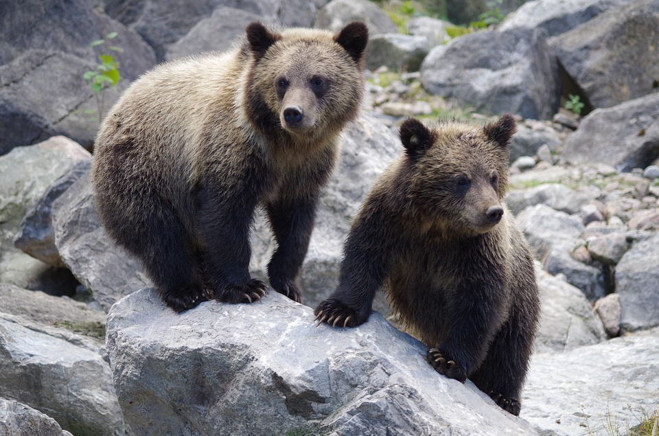 «Их убиваем, а за свою шкуру трясемся»: сыктывкарцы поспорили о «медвежьей угрозе», которая нависла над Коми