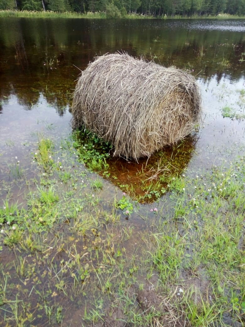 Из-за паводка в Коми целая ферма осталась на грани разорения (фото, видео)