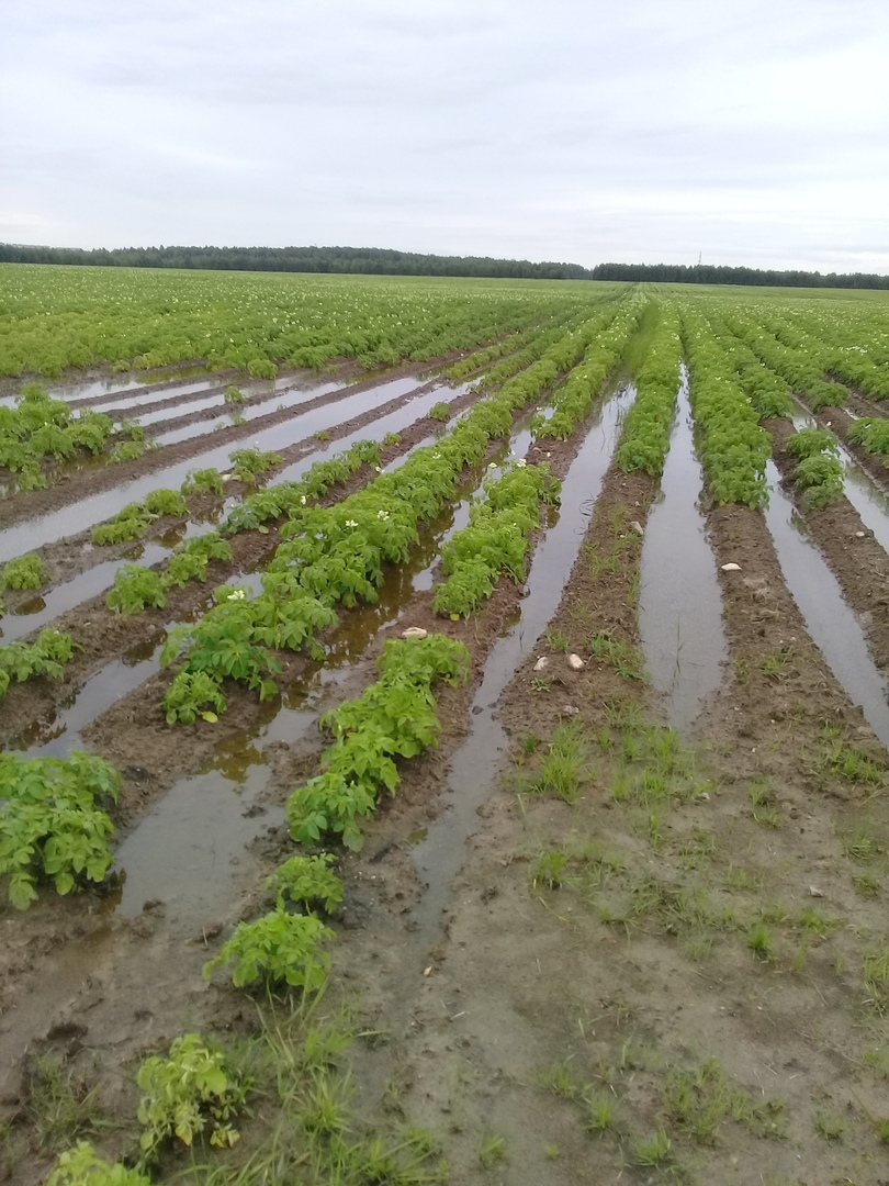 «Жалко, столько труда вложено»: дожди оставили сыктывкарцев без осеннего урожая (фото)