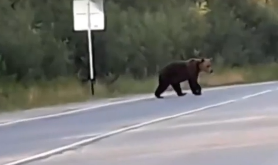 В Коми сняли видео, где медведь выходит на дорогу под тревожную музыку