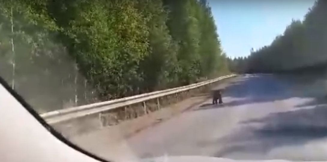 В Коми медведь вышел на дорогу и удивил водителя своей выходкой (видео)