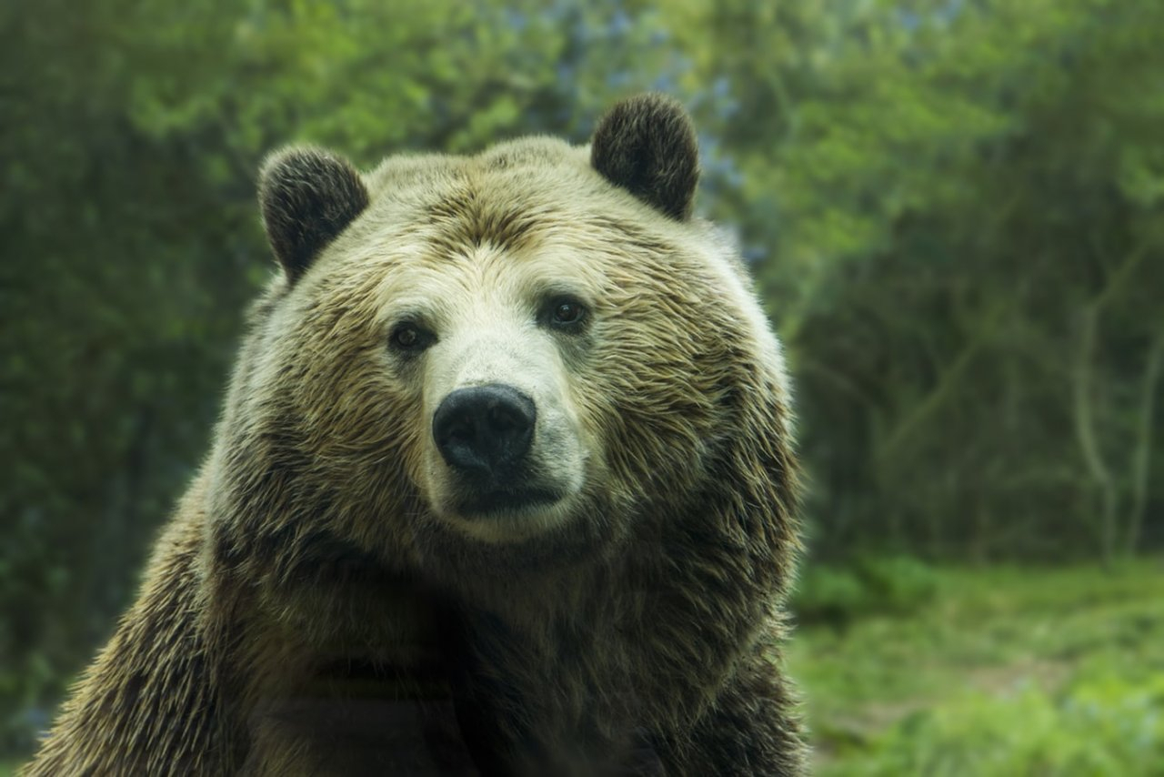 Сыктывкарцы встретили в лесу медведя: «Мы увидели большую морду и побежали»