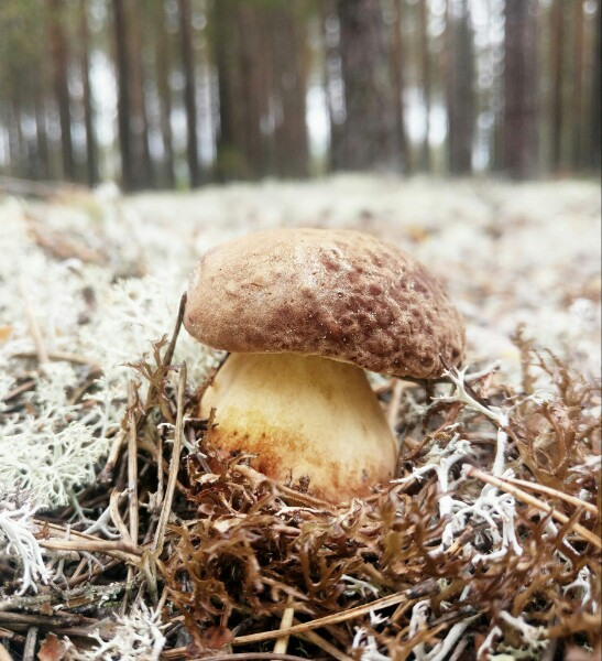 Фото дня: урожай грибов в лесу под Сыктывкаром