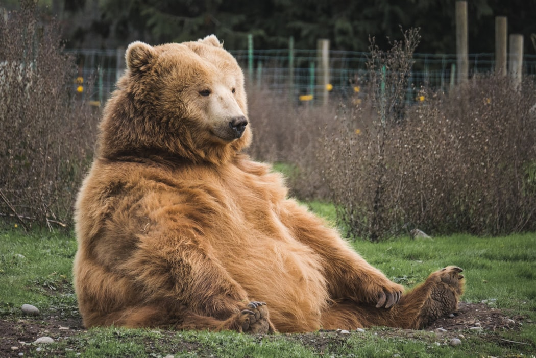 Нашествие волков и медведей в Коми: в Минприроды прокомментировали ситуацию