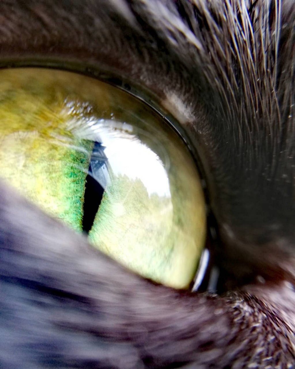 Фото дня в Сыктывкаре: изумрудные глаза настоящего охотника