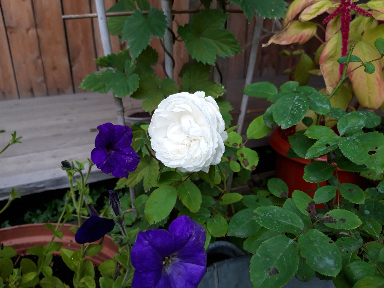 Фото дня в Сыктывкаре: Белоснежная роза в цветущем саду