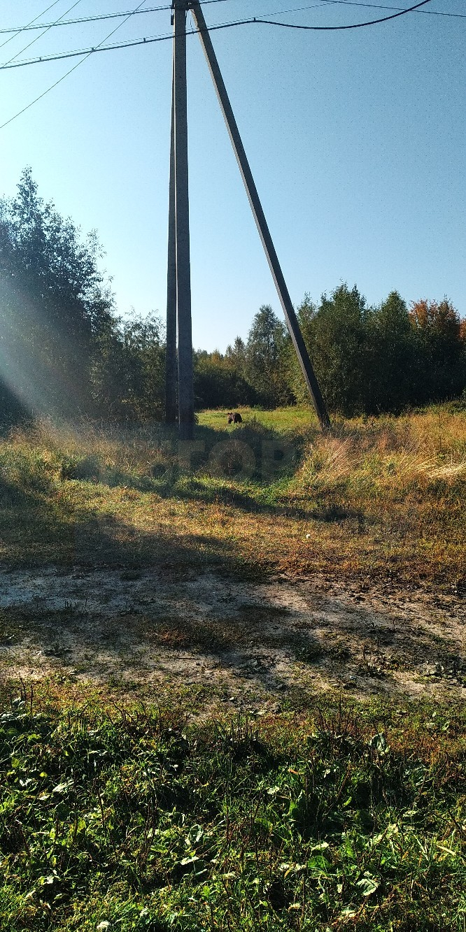 Сыктывкарцев предупредили о медведе в поселке (фото)