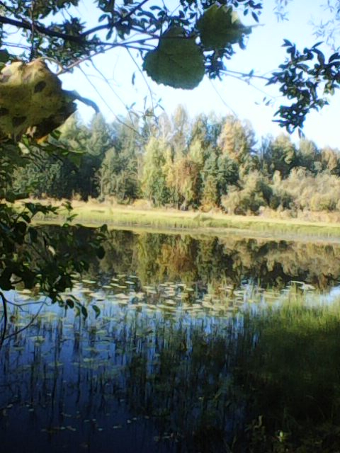 Фото дня в Сыктывкаре: тихая река и увядающий осенний лес