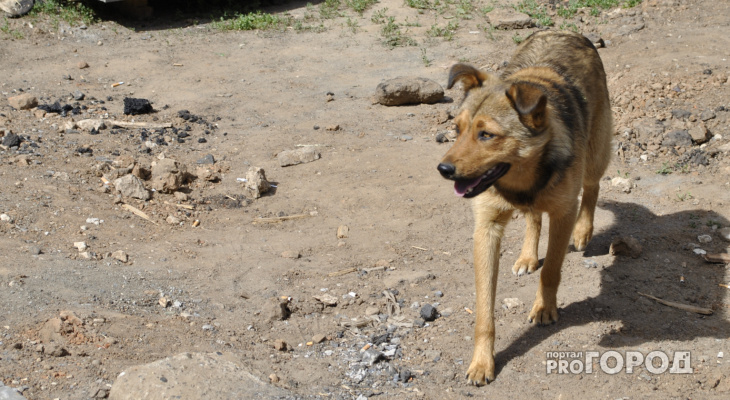 Жители Коми отсудили у администрации полсотни тысяч рублей за нападение собаки
