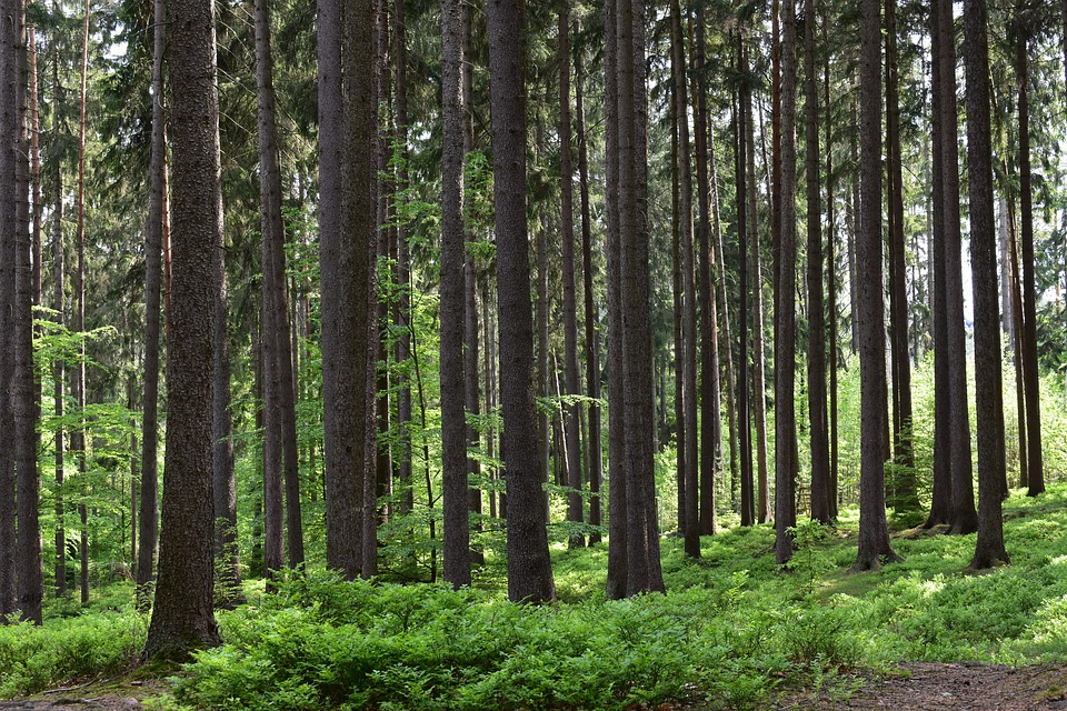 В Коми ищут мужчину, который ушел в лес в состоянии алкопсихоза