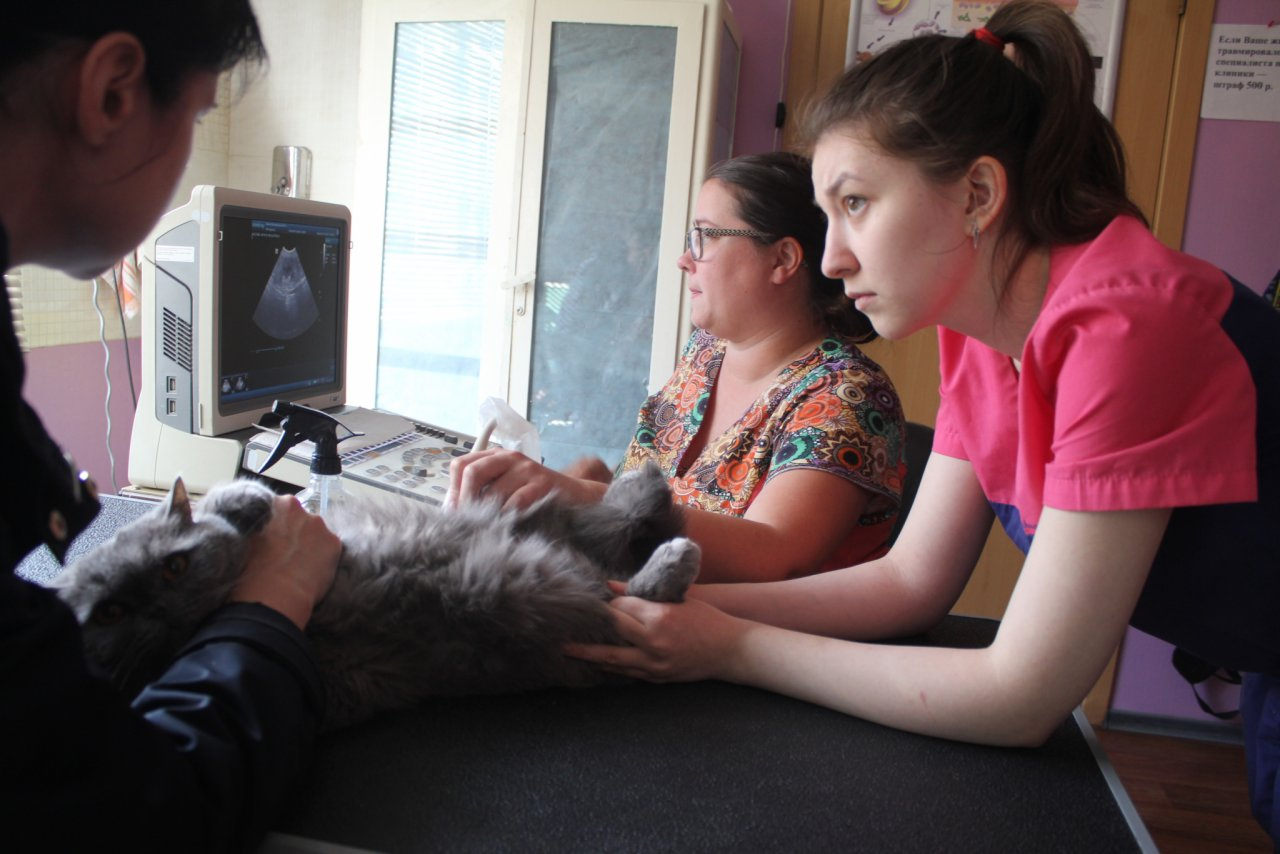 Сыктывкарские дети издевались над кошкой: у нее смяты все органы