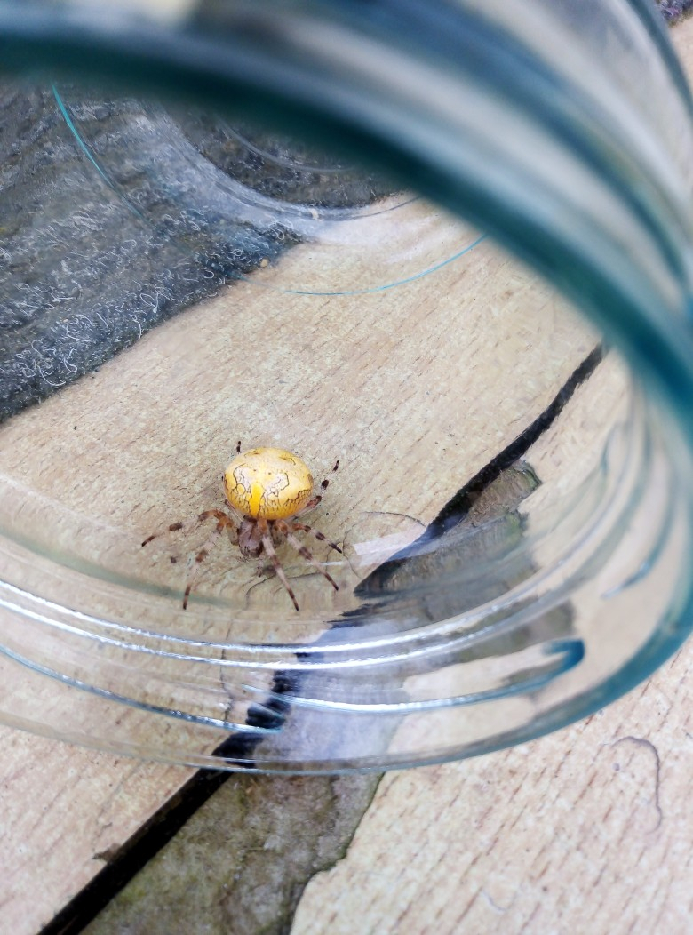 Сыктывкарка нашла на даче странного паука: «Не видела никогда такого»