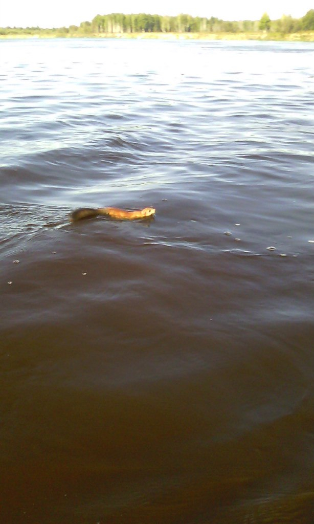 В Коми белка молниеносно плыла по реке со скоростью катера (фото)