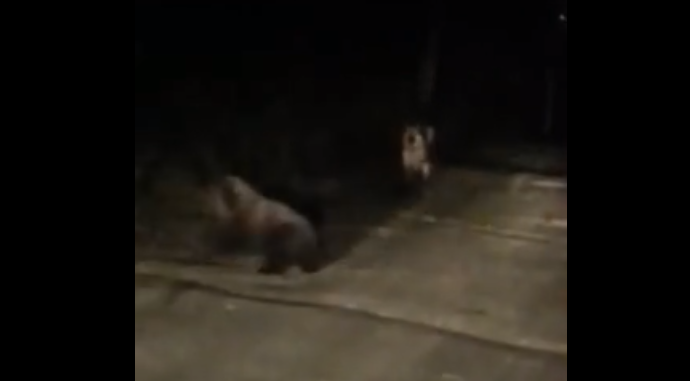 В Коми отважная собака прогнала крупного медвежонка (видео)