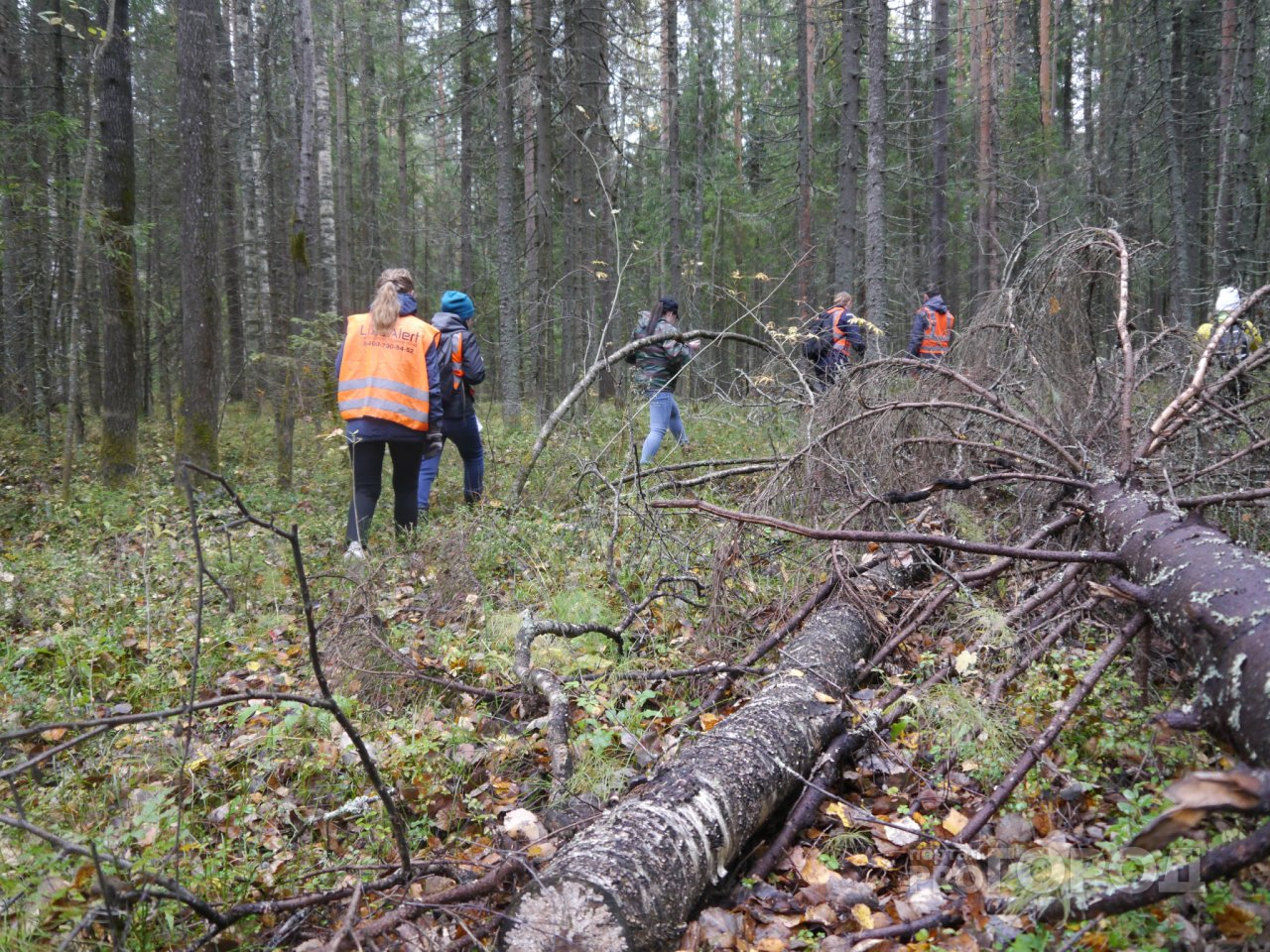 В Сыктывкаре волонтеры «искали» в лесу за Динамо пропавших людей (фото)