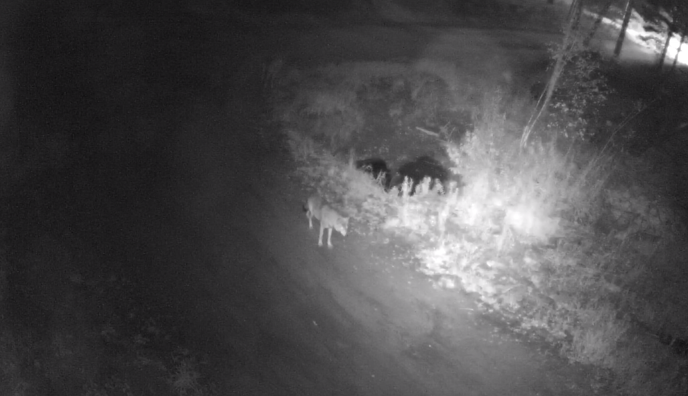 В Сыктывкаре волки пробрались в поселок под покровом ночи (видео)