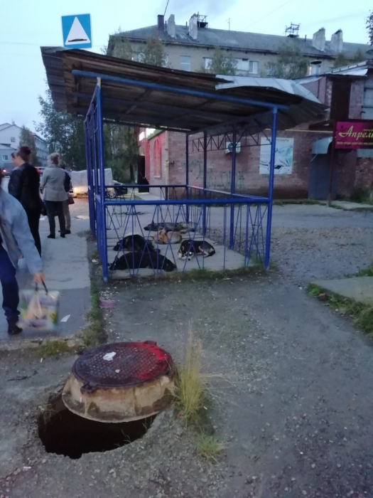 В Коми свора агрессивных собак захватила автобусную остановку