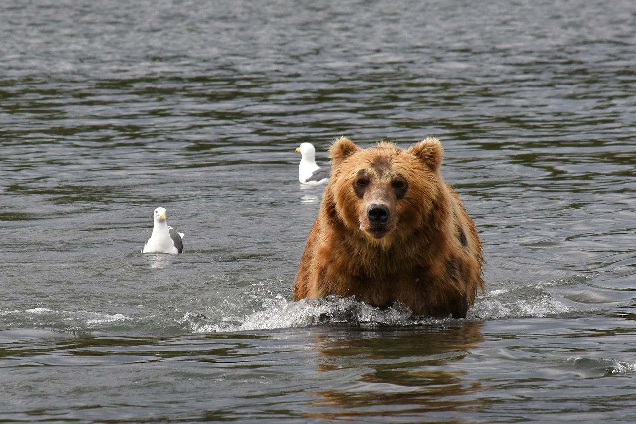 Сыктывкарка устроила фотоохоту на медведей Камчатки (фото)