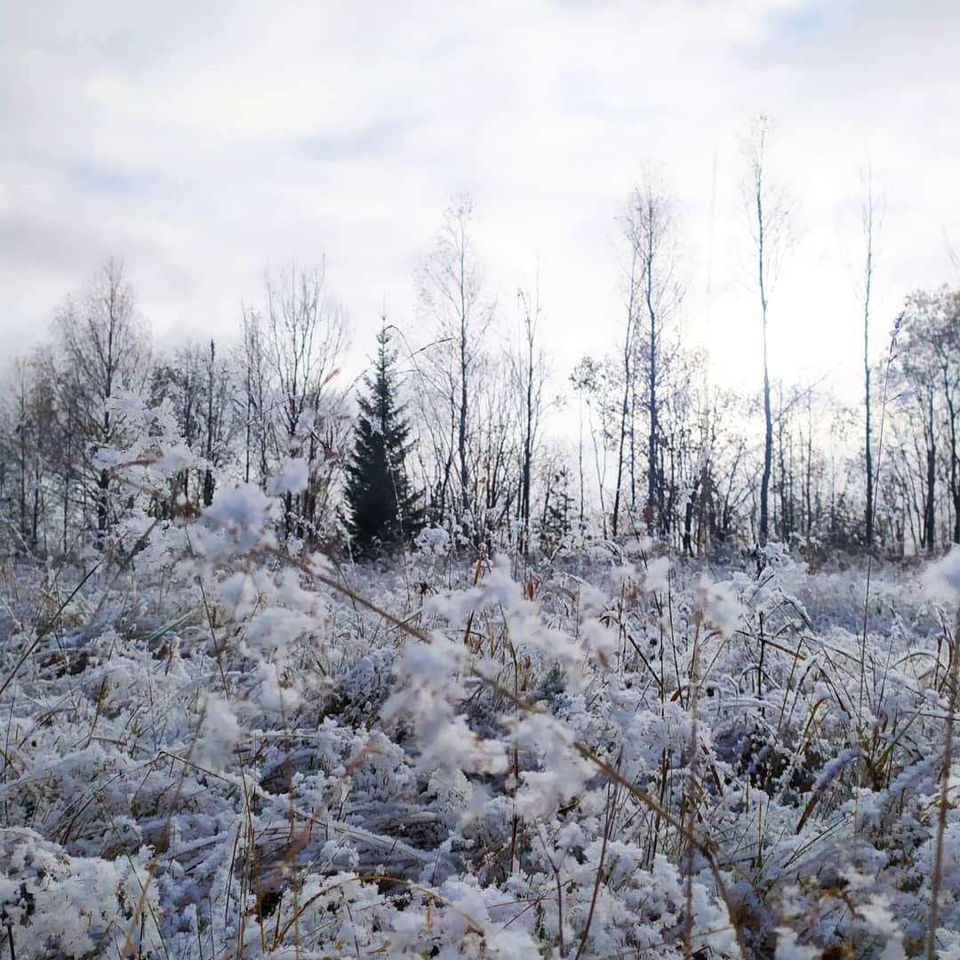 Фото дня под Сыктывкаром: снежная сказка октябрьским утром