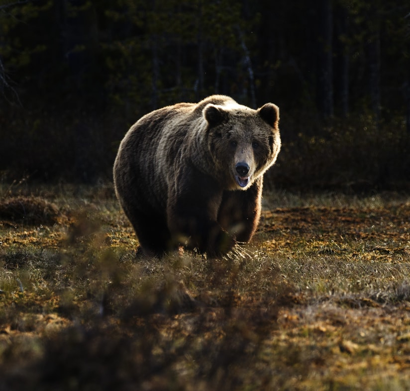 Медведь бегал около детского сада в Сыктывкаре: что с ним будут делать