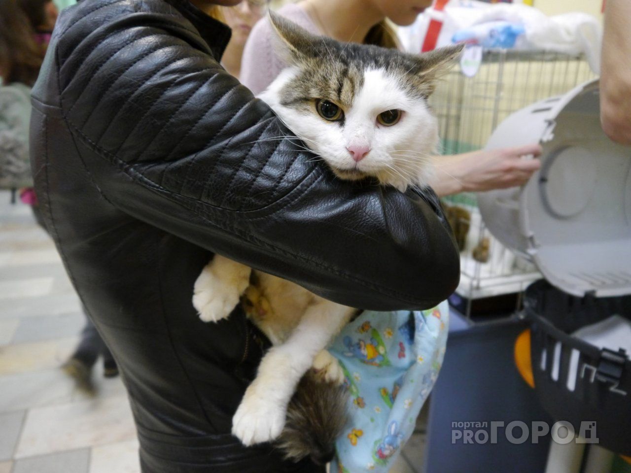 14 кошек в квартире: сыктывкарские волонтеры рассказали, как они спасают брошенных животных
