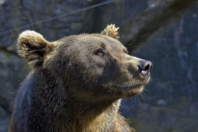 Жителей Коми держат в страхе медведи-шатуны