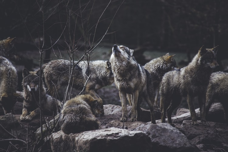 В Коми за убитого волка будут платить 25 тысяч рублей