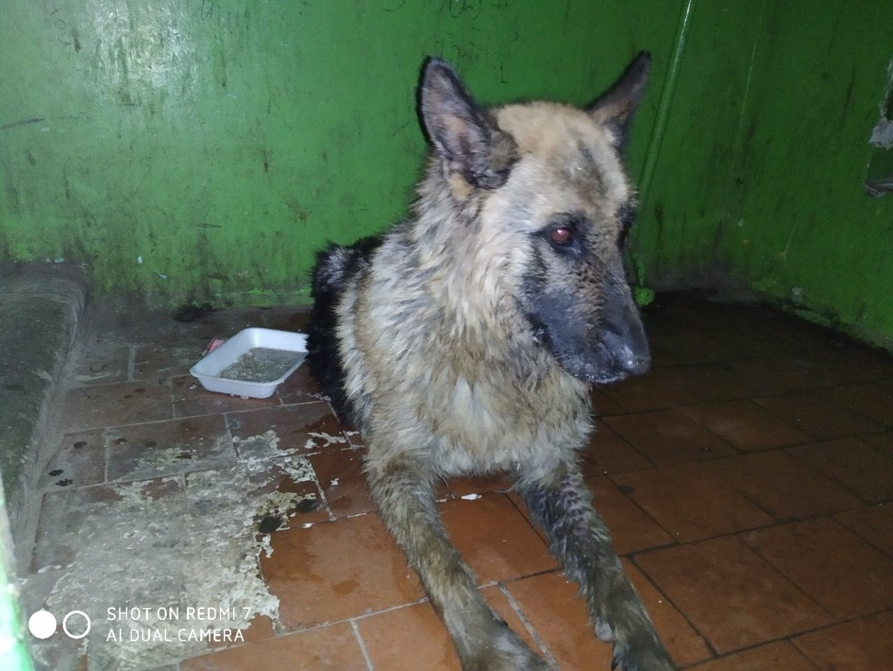 «Собака хрипела и стонала»: сыктывкарка спасла пса из выгребной ямы
