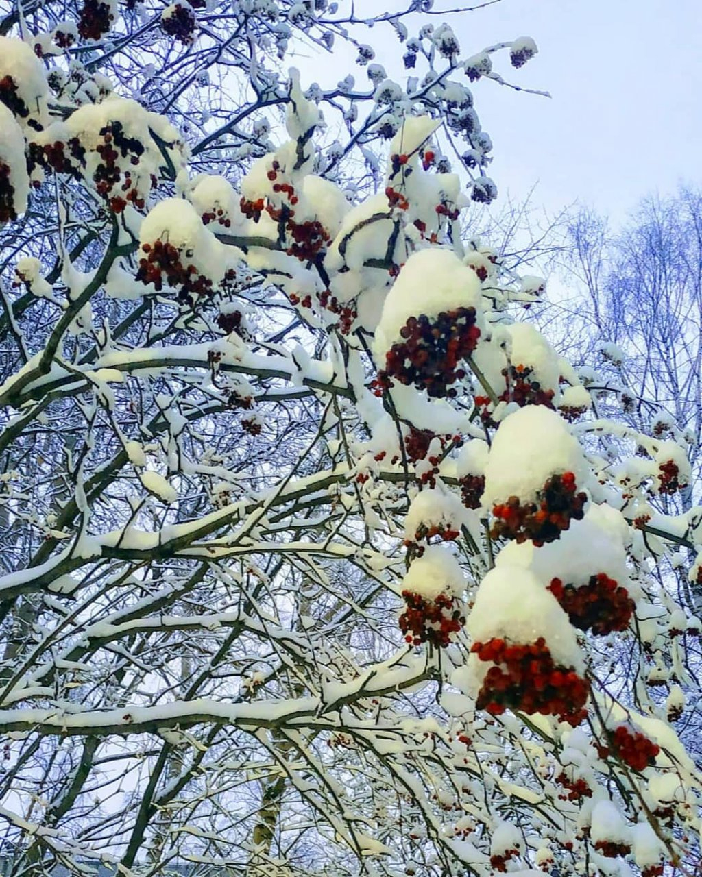 Фото дня в Сыктывкаре: алая рябина под снежным покрывалом
