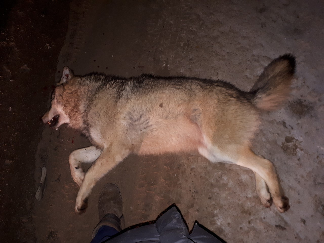 В Коми водитель «Мерседеса» сбил гигантского волка (фото)