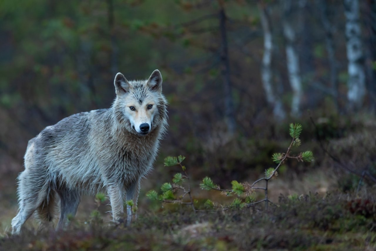 Охота за головами: как получить 20 тысяч рублей за убитого волка