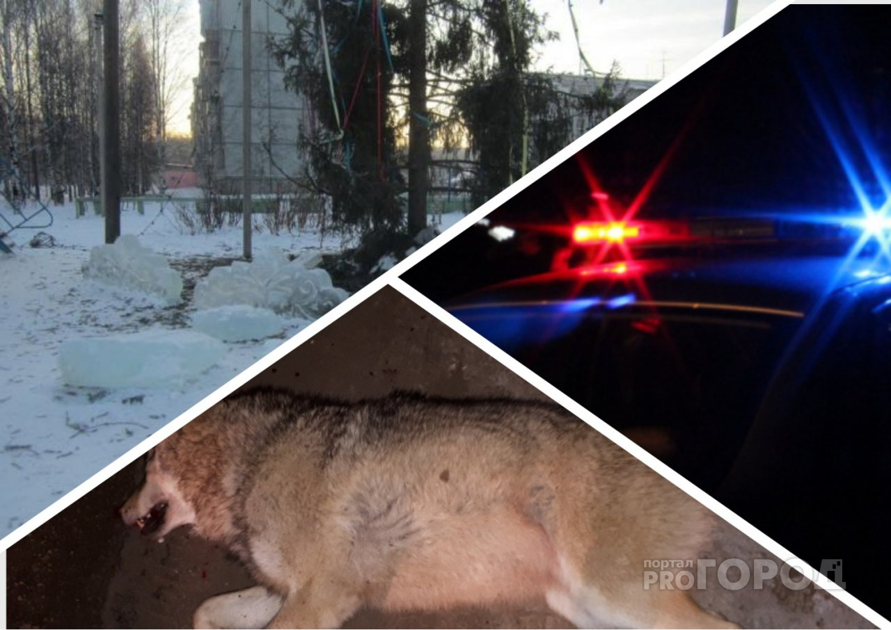 Итоги недели в Коми: гигантские волки, смешные села и жестокие дети