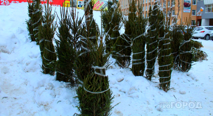 Срубить новогоднюю елку в Коми стало дороже