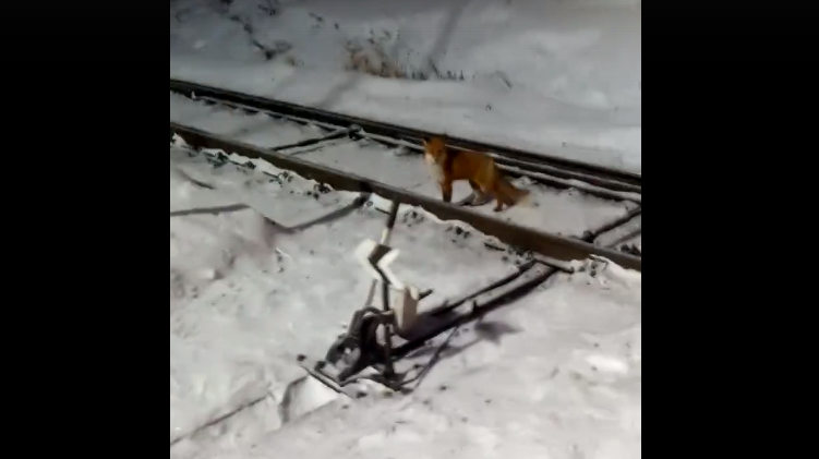 В Сыктывкаре заметили лису, которая гуляла по железнодорожным путям (видео)
