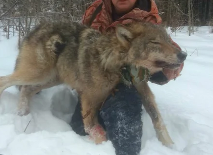 Под Сыктывкаром застрелили волка-убийцу собак (фото)