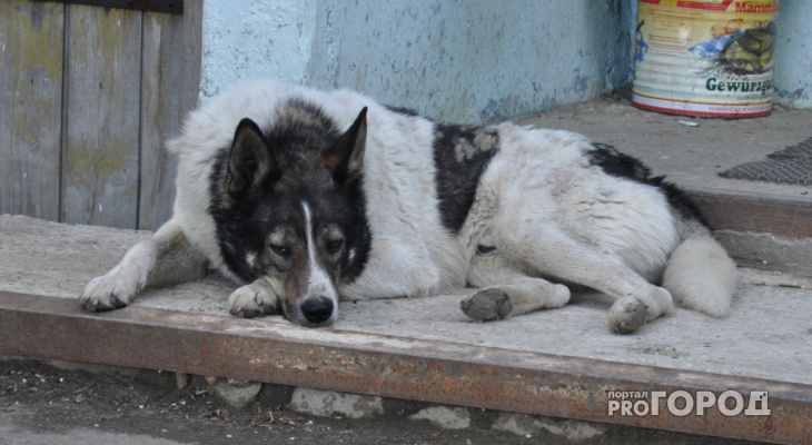 В Коми неизвестные устроили смертельную травлю собак