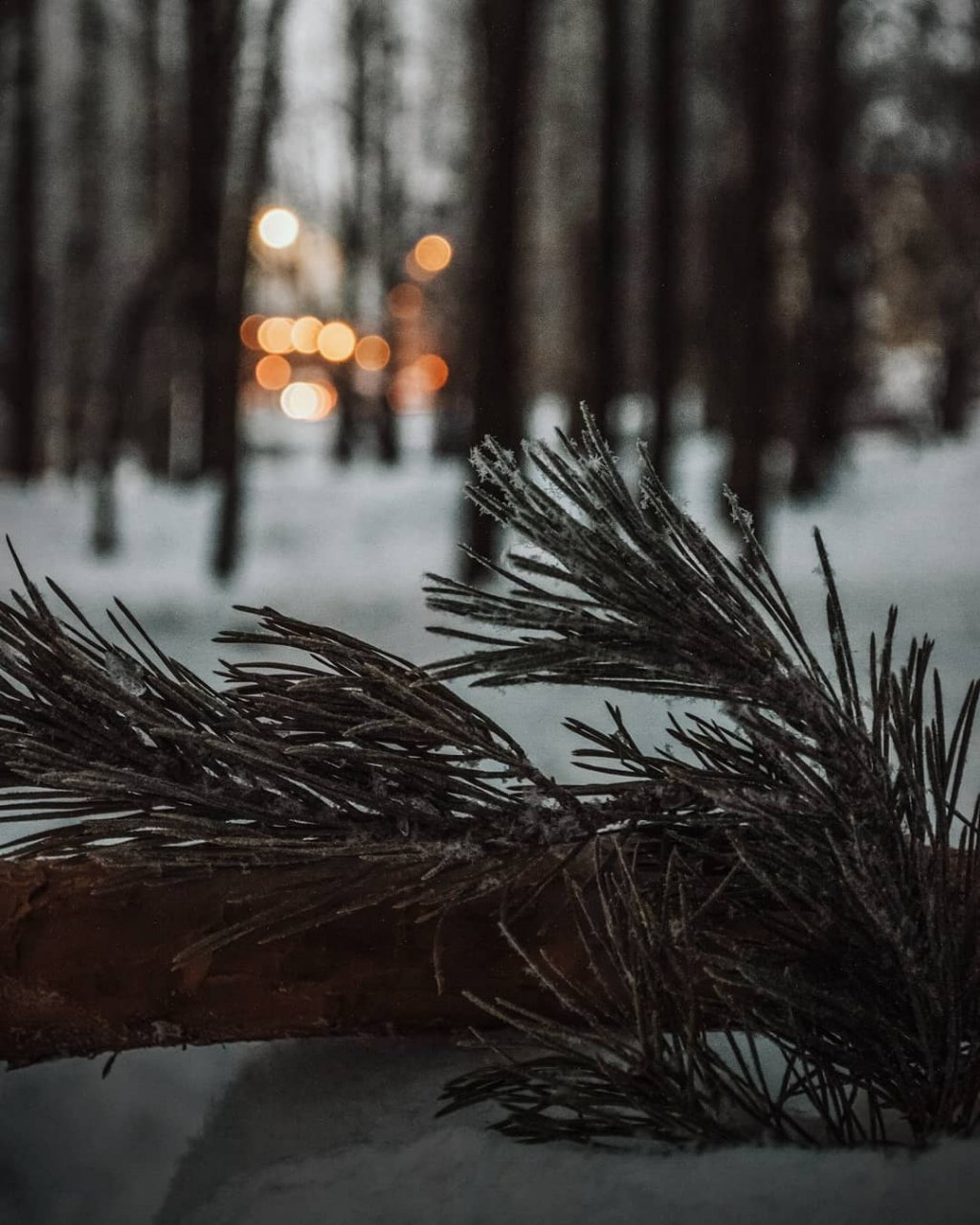 Фото дня в Сыктывкаре: ветвь главного символа Нового года в огнях зимнего города