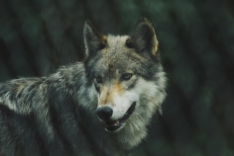 В Коми волки рыскали прямо под окнами жилых домов (видео)