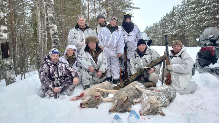 В Коми охотники настигли трех волков сразу (фото)