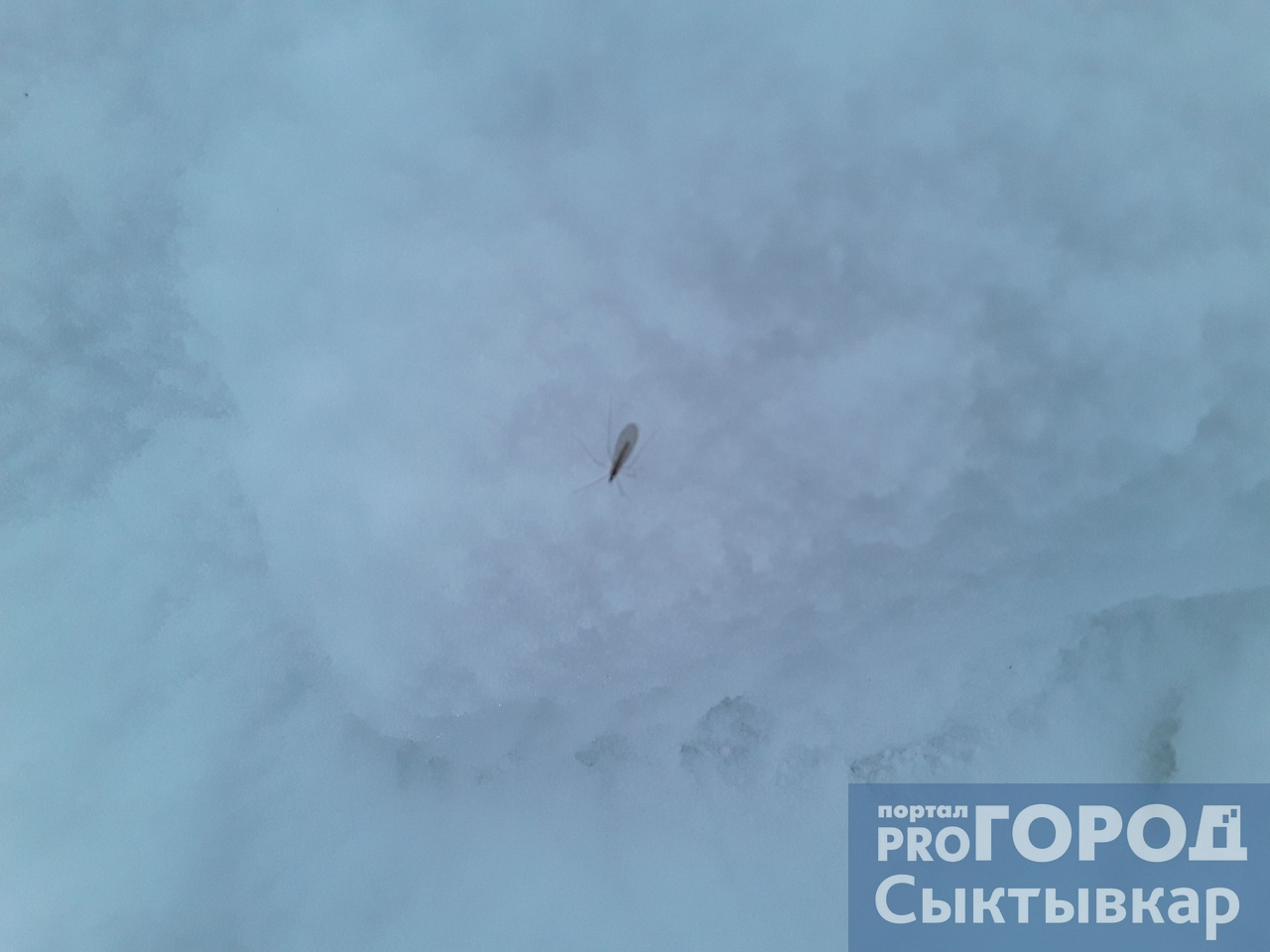 Фото дня в Сыктывкаре: живой комар на январском снегу