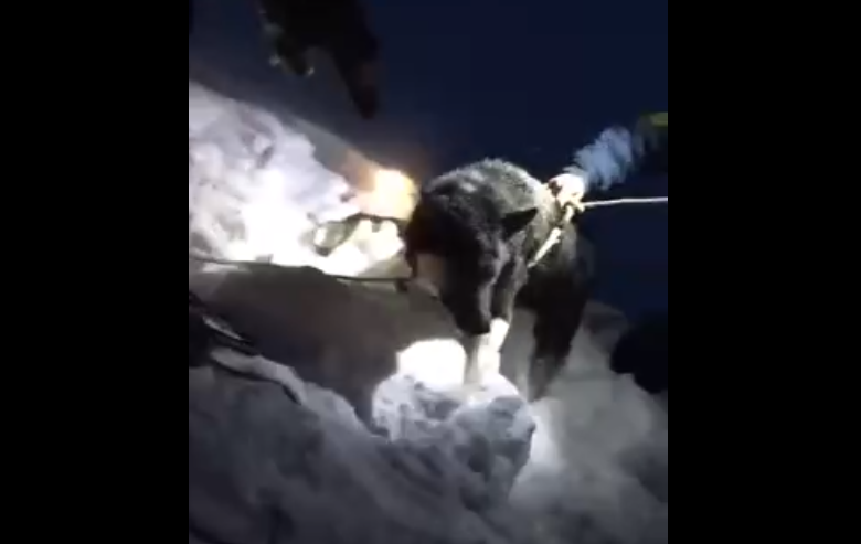 В Коми спасли собаку, которая упала в ледяной колодец (видео)