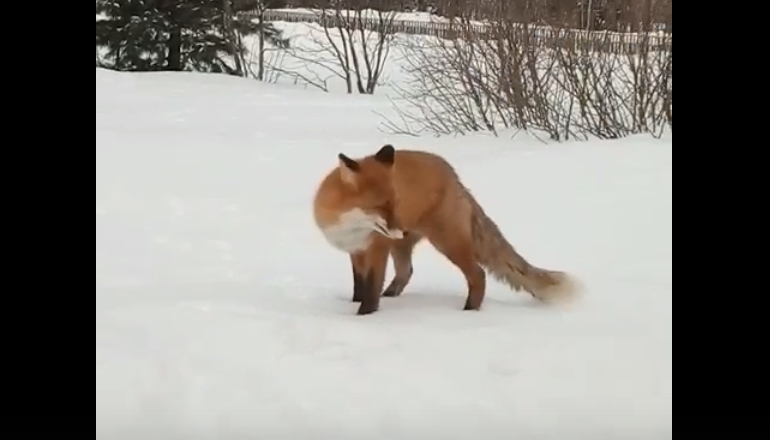 Видео дня: бесстрашная лиса подружилась с жителями Коми