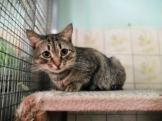 9 жизней: кошки из приюта ищут новый дом в Сыктывкаре