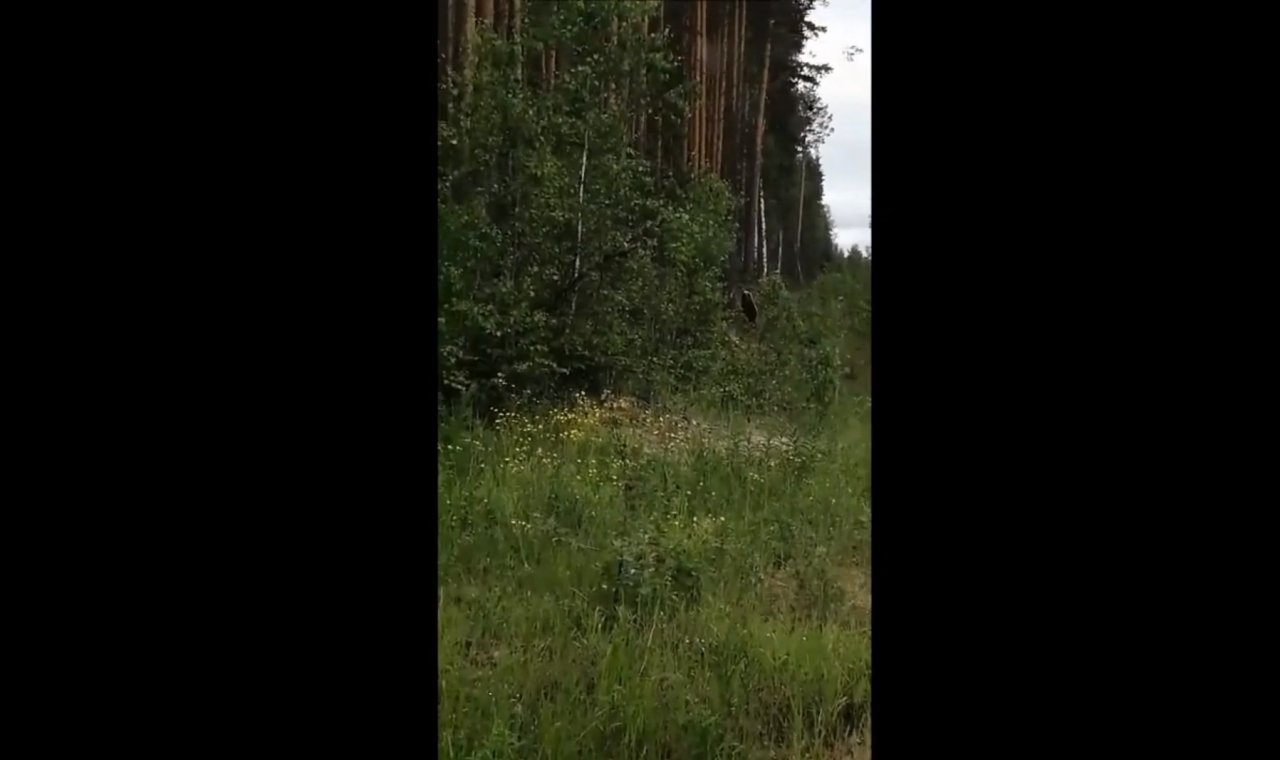 Прямо под Сыктывкаром заметили медведя (видео)