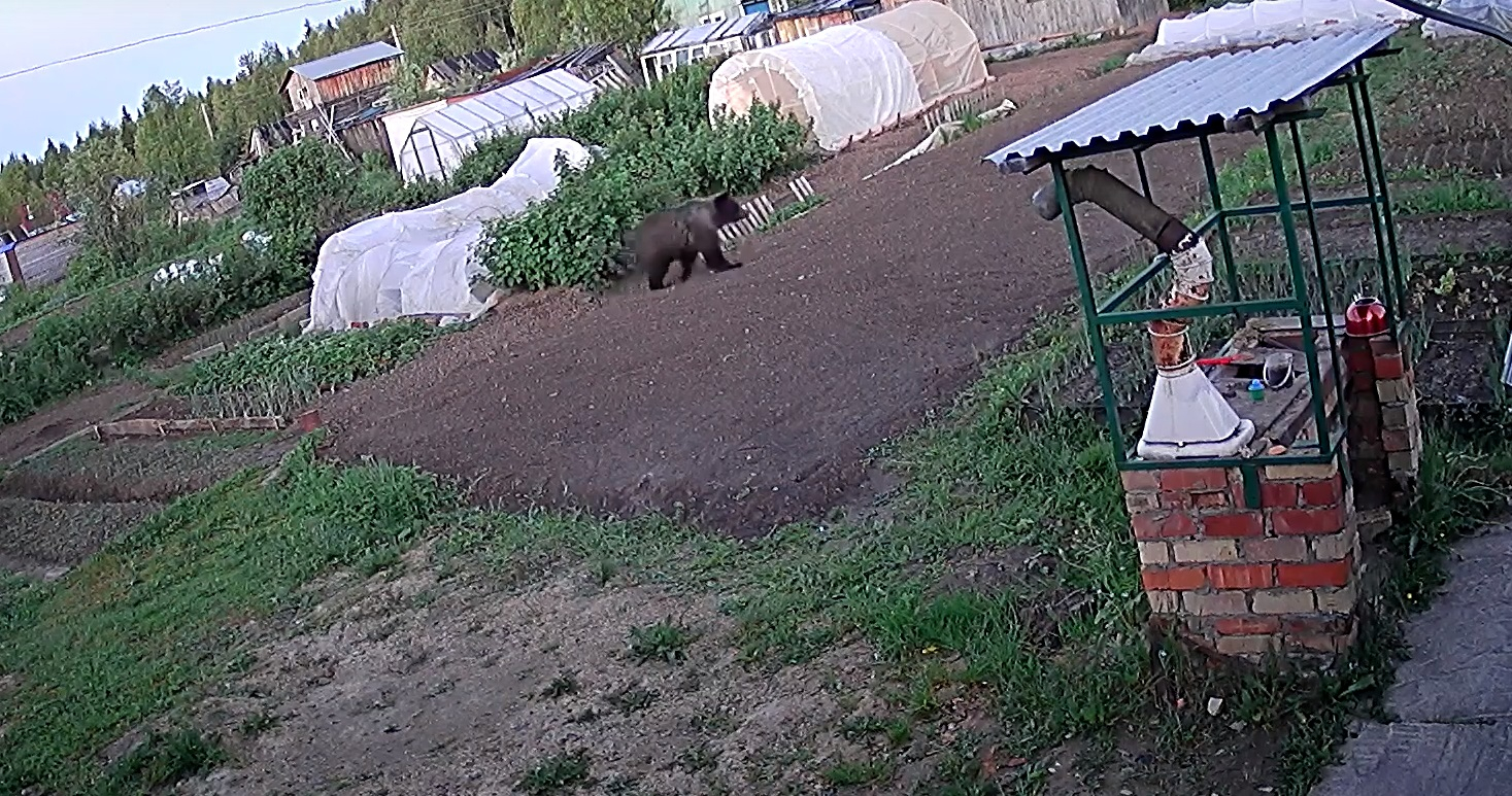 В Коми к дачникам на участок пожаловал крупный медведь (видео)
