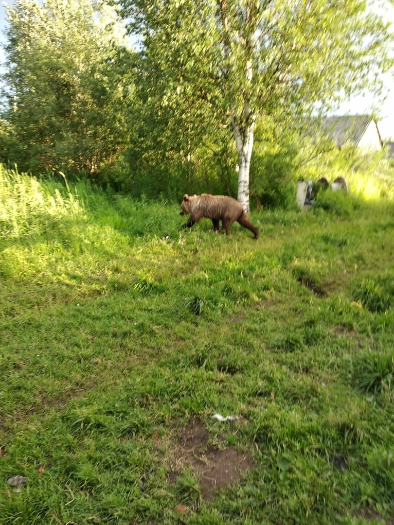 Как у себя дома: по дачным участкам жителей Коми разгуливает медведь (фото)