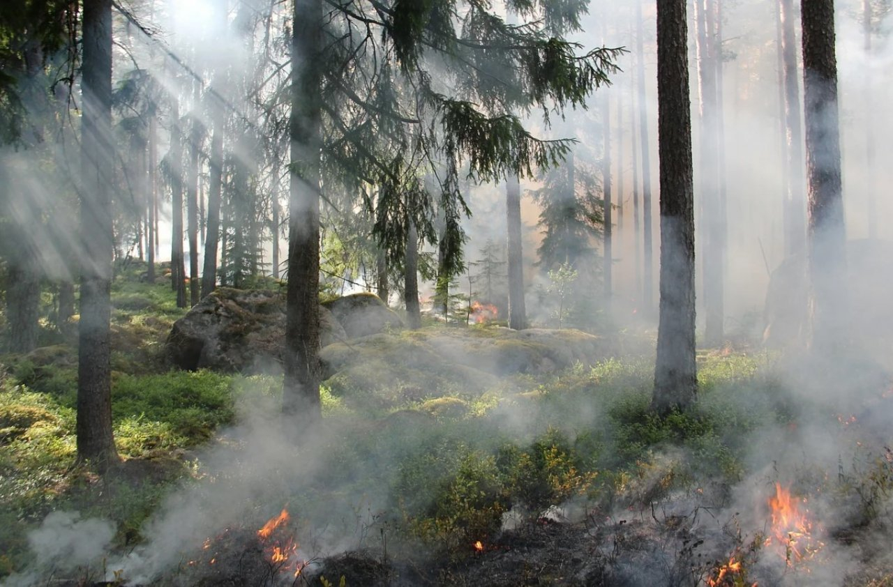 На юге Коми объявили чрезвычайно высокую пожароопасность