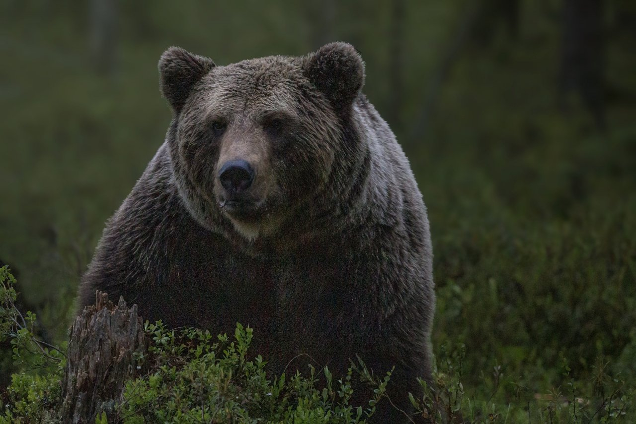 Почему в Коми так много медведей и что с этим делать: мнения специалистов